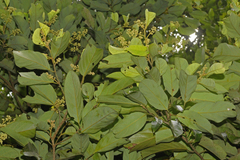 Cryptocarya beddomei
